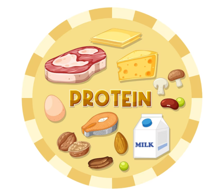 Les protéines : 